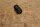 spring for guide pin at brake carrier front axle Ponton/SL/W111 early