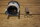 pistons ( set ) 230SL early, 1. generation repro