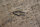 locking plate seat cover 107SL/SLC
