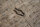 locking plate seat cover 107SL/SLC