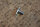 screw for trim W112 300SE/SEL (1129900033)