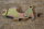 lock lever for rear brake cables , new version