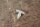 mounting clip chrome under windscreen W110-112-100