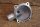 thermostat lid 6152030074