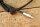 Tachowelle W116 Automatik 1330mm