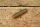 bolt for sprocket M127/M129/M130