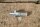 fitting with filter for fuel pump Bosch (6- zyl.)