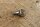 chrome water nozzle windscreen wiper early W108,109 / W113