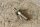 pole screw M8 + M6