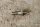 pole screw M8 + M6