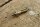pole screw M8 + M6