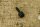 rubber buffer bonnet
