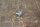 grille moulding clip, late version 0029888578
