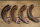 set of brake shoes, rear 50mm steel early Ponton (in exchange)