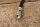brake hose 1264280135 NF