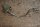 brake line front right W108 - W113