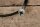 speedo cable manual W110 200/220D/230/S