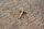 mounting screw trim Ponton 1808880071