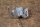 vent window chrome handle arrester LH Ponton