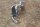 vent window chrome handle arrester LH Ponton
