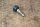 ATE vent valve M6 -32mm-