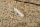 Valve Stem Seals 1M116/M117 late