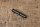 bolt for chain guide 48.50mm long