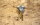 chrome water nozzle windscreen wiper, early 190SL