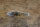 cover for lower windscreen trim W108 / W109