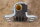 right side door catch R107 late ( from ´85)