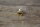 vent valve (size 55) 180b,c / 190SL carburator